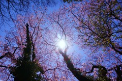 古桜