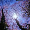 古桜