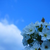 梨の花