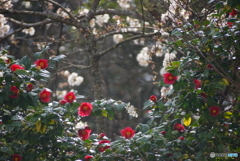 椿