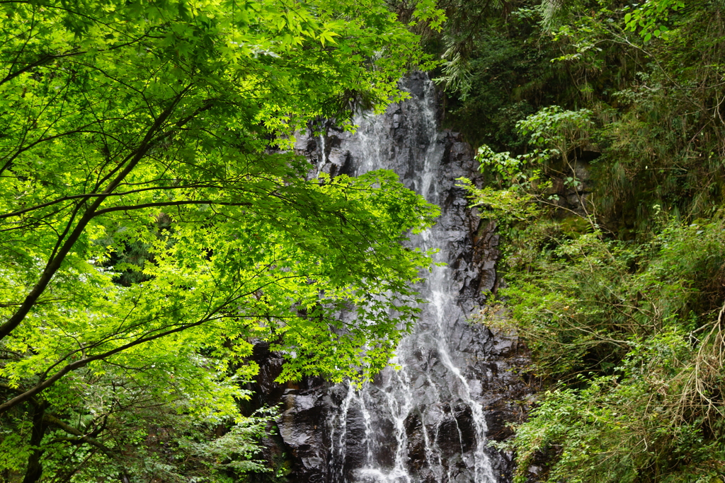 緑の滝