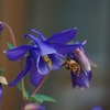 蜜集め