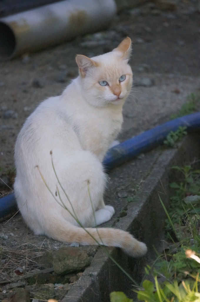 見返り美人猫