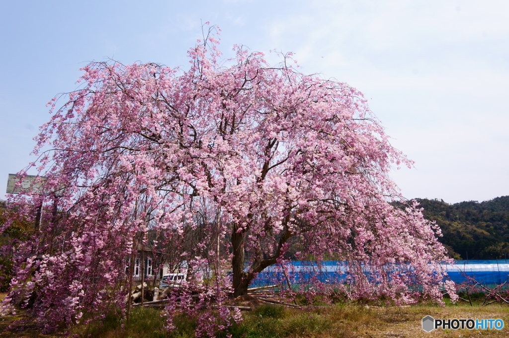 枝垂れ桜