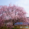 枝垂れ桜