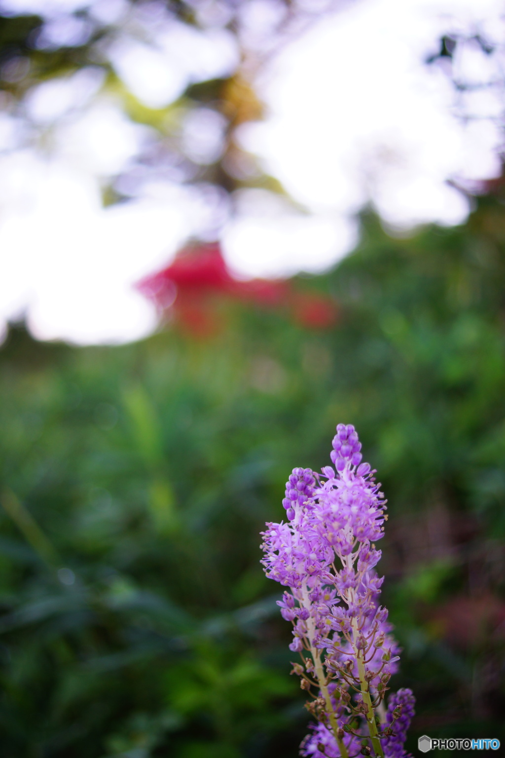 古墳に咲いた花たち２