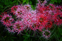 曼珠沙華