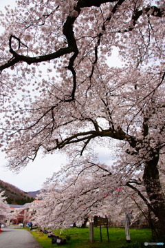 昭和初期の桜たち