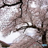 昭和初期の桜たち