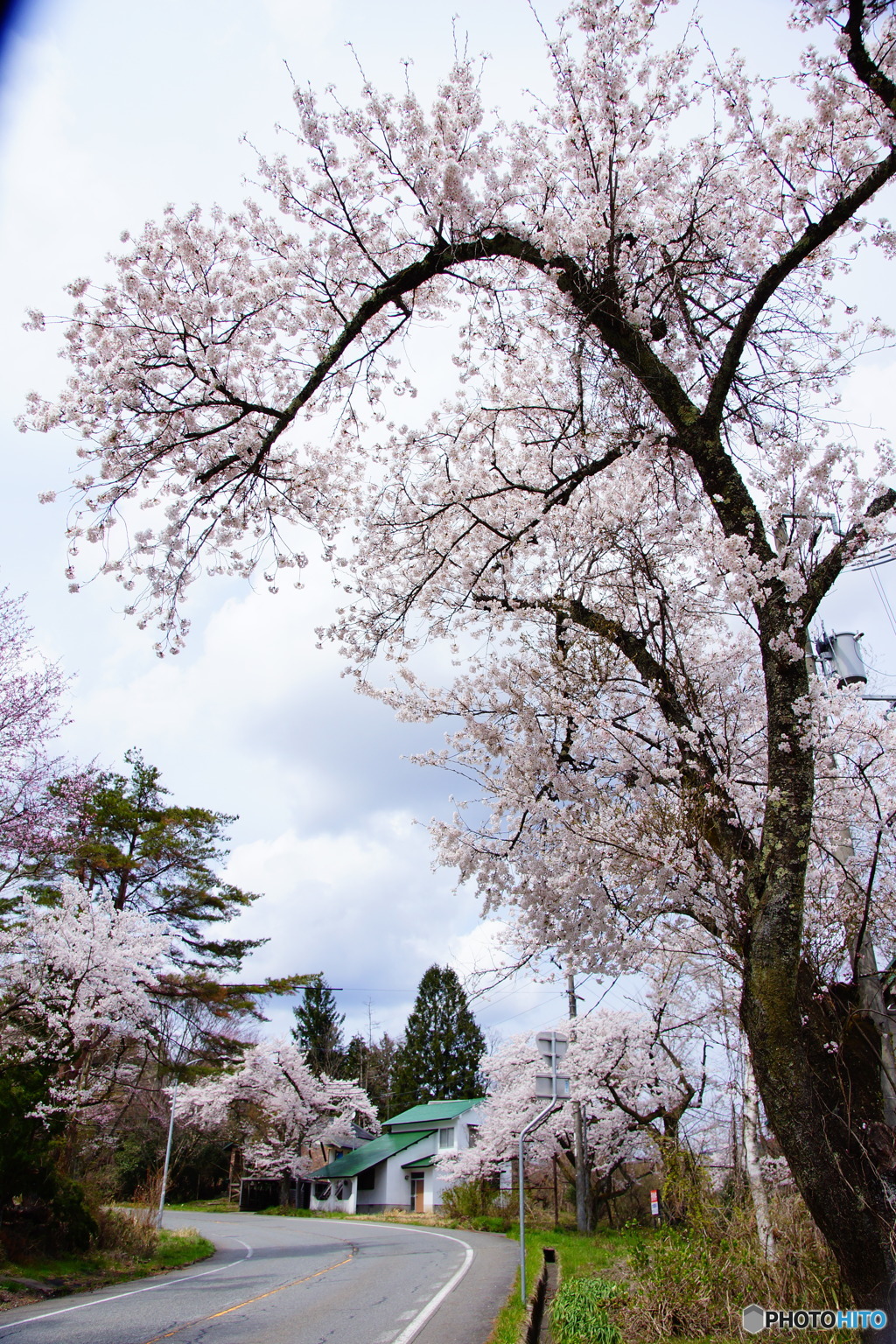 桜もカーブする