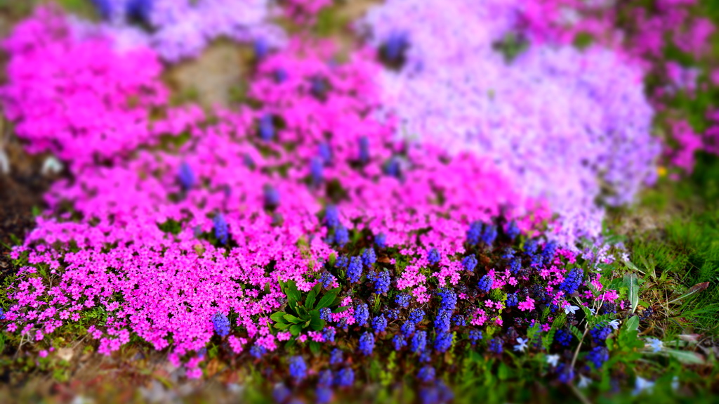 小さな花園