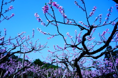 桃の枝