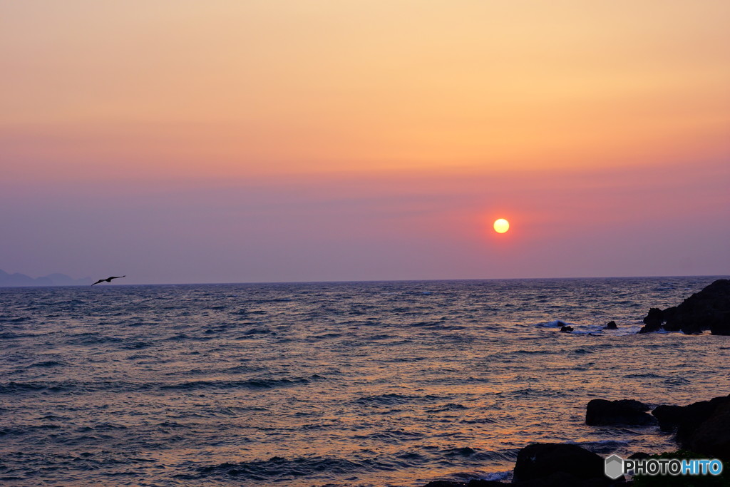 鳥と夕陽