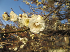 2013　北野天満宮　合格梅