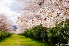 桜並木と椿