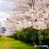 桜並木と椿