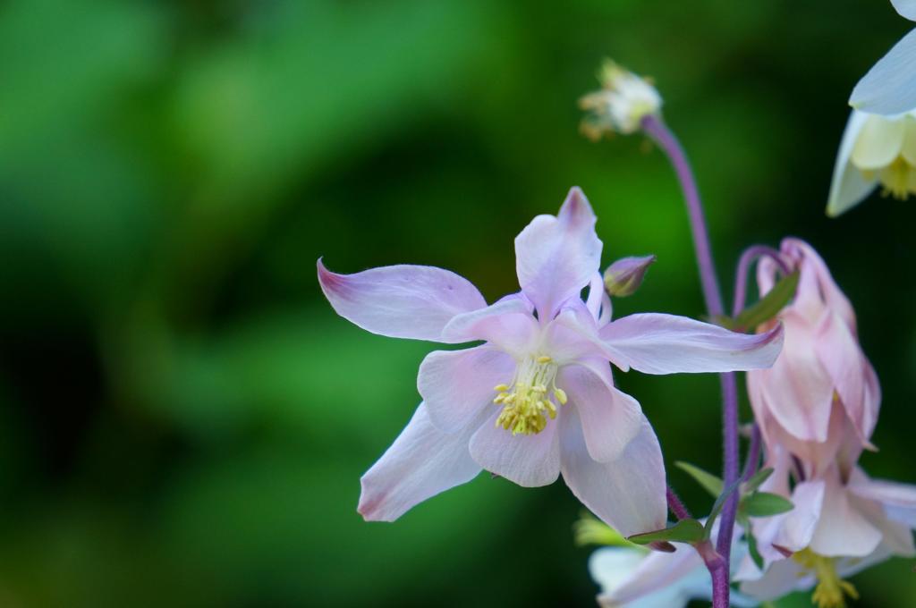 花（ホワイト）