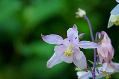 花（ホワイト）