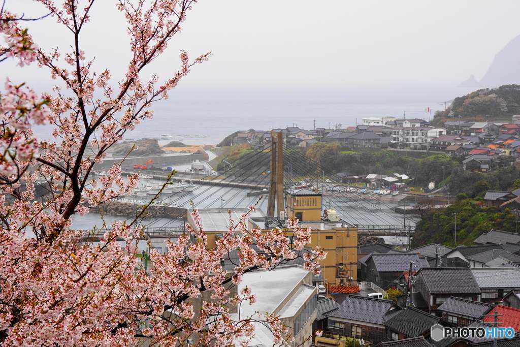 桜と間人の街並み