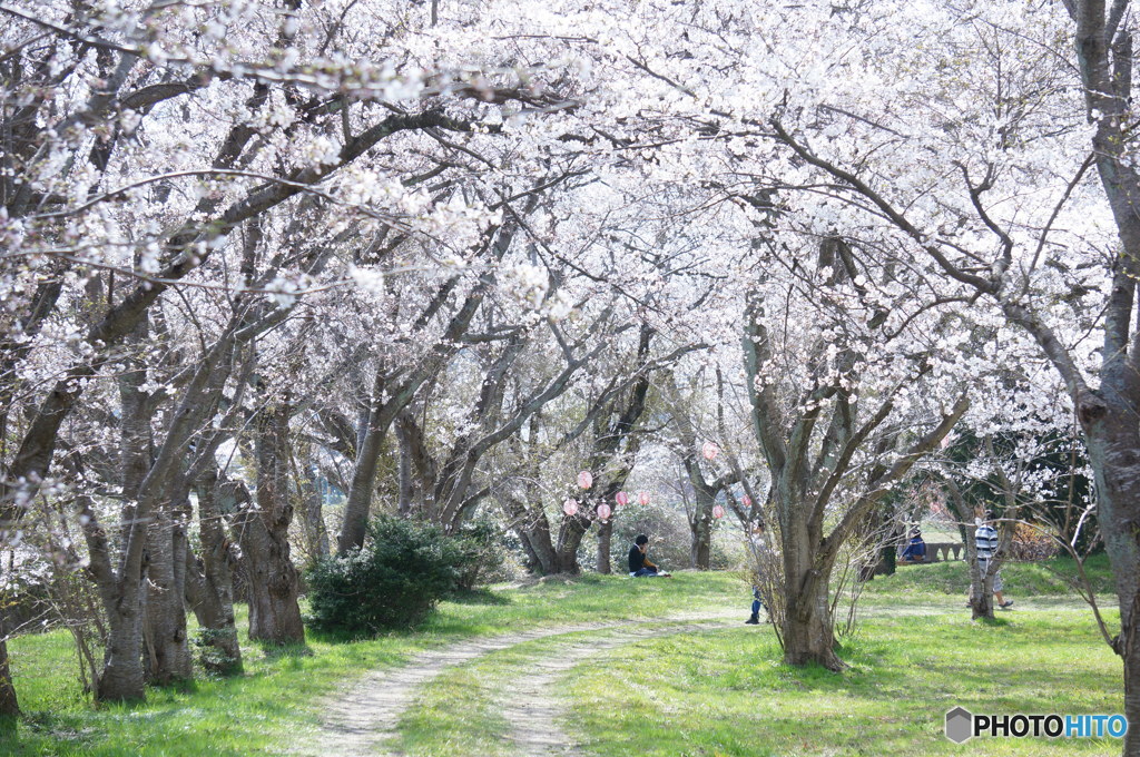 桜の園
