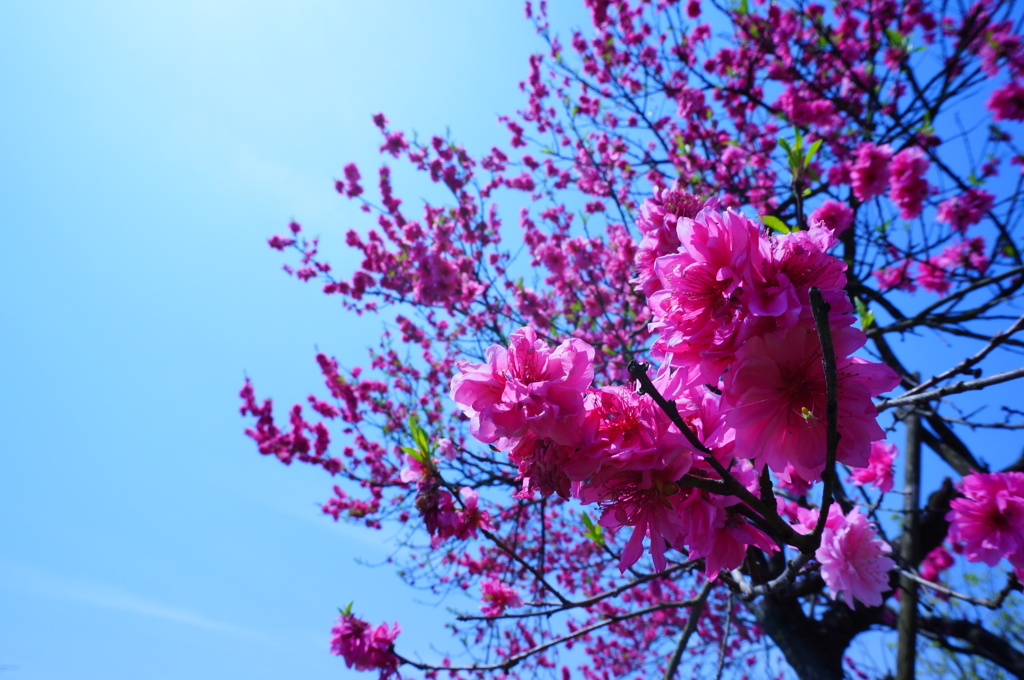 八重桜