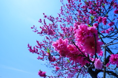 八重桜