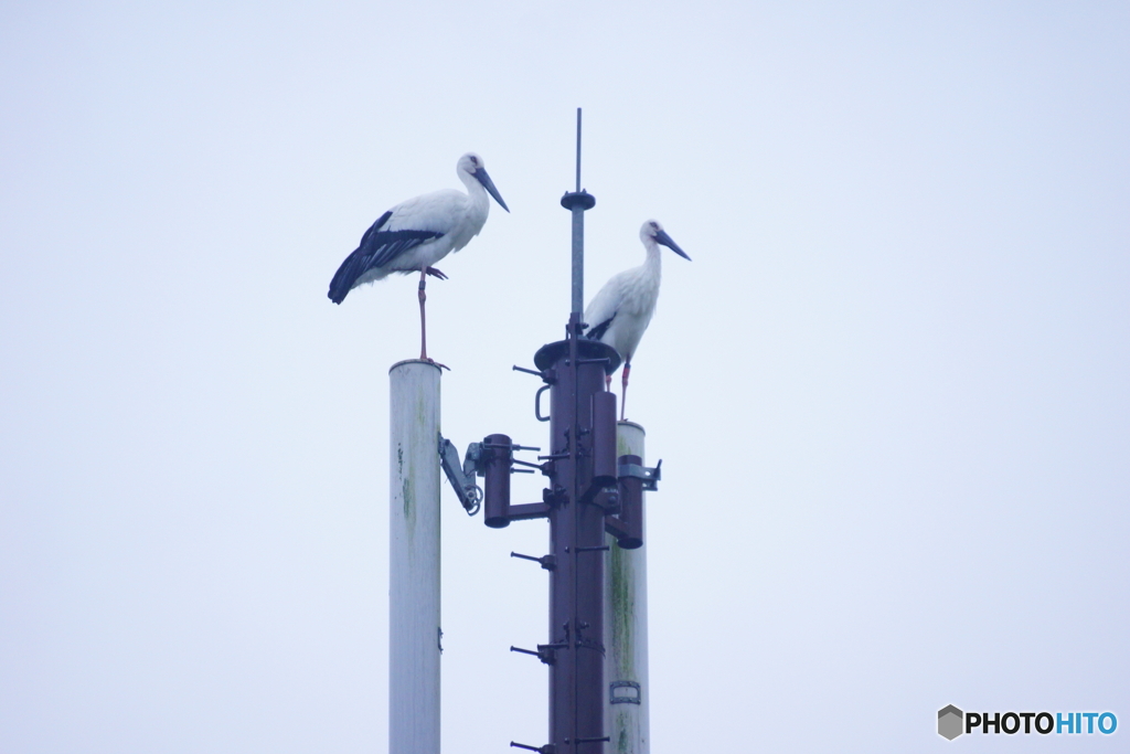 基地局コウノトリ＾＾；