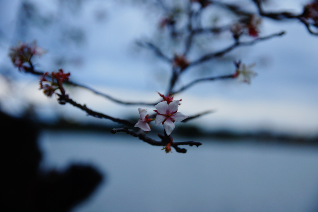 10月桜