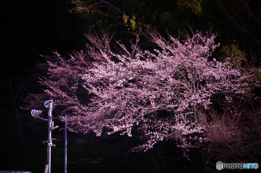 桜
