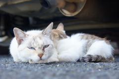 母子の愛情・・１