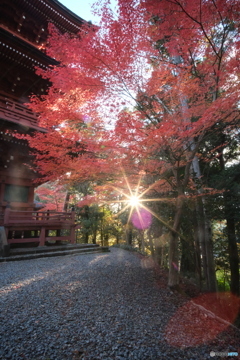 夕暮れも取り入れた紅葉たち　