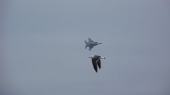 F-15　VS　ウミネコ
