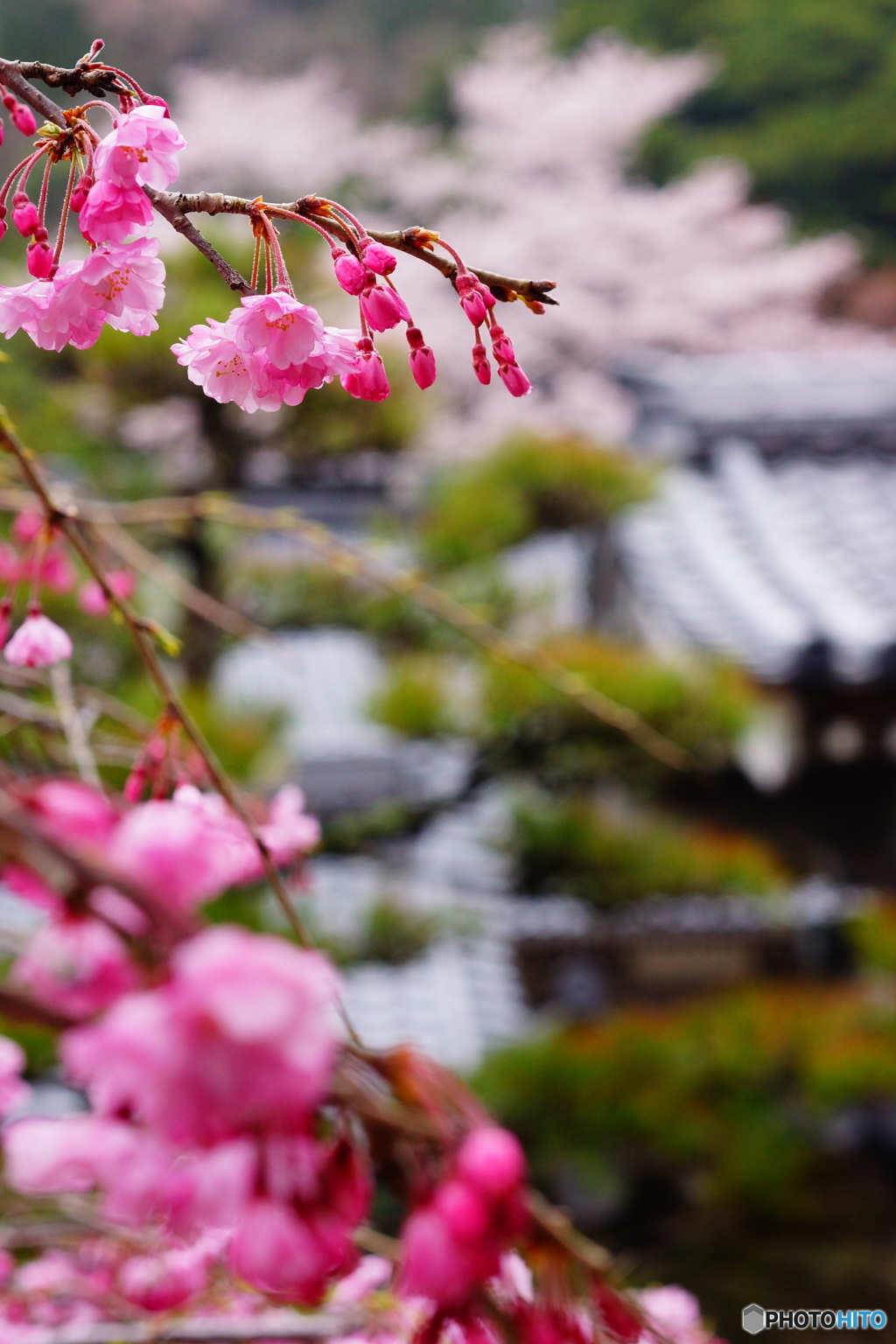八重