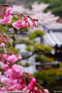 八重