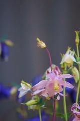 花（ピンク）