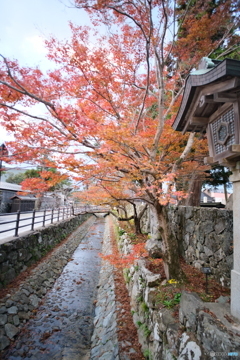 朝も取り入れた紅葉たち　3