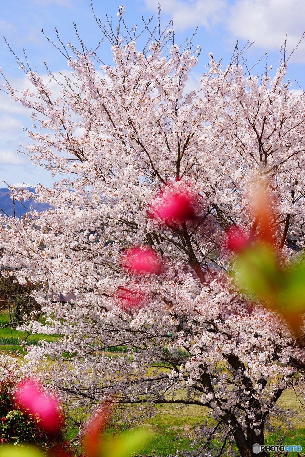 桜とルビー色