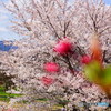 桜とルビー色