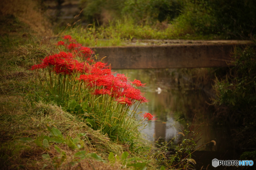 曼殊沙華･･･3