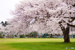 有名な桜