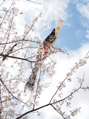 桜を泳ぐ鯉のぼり