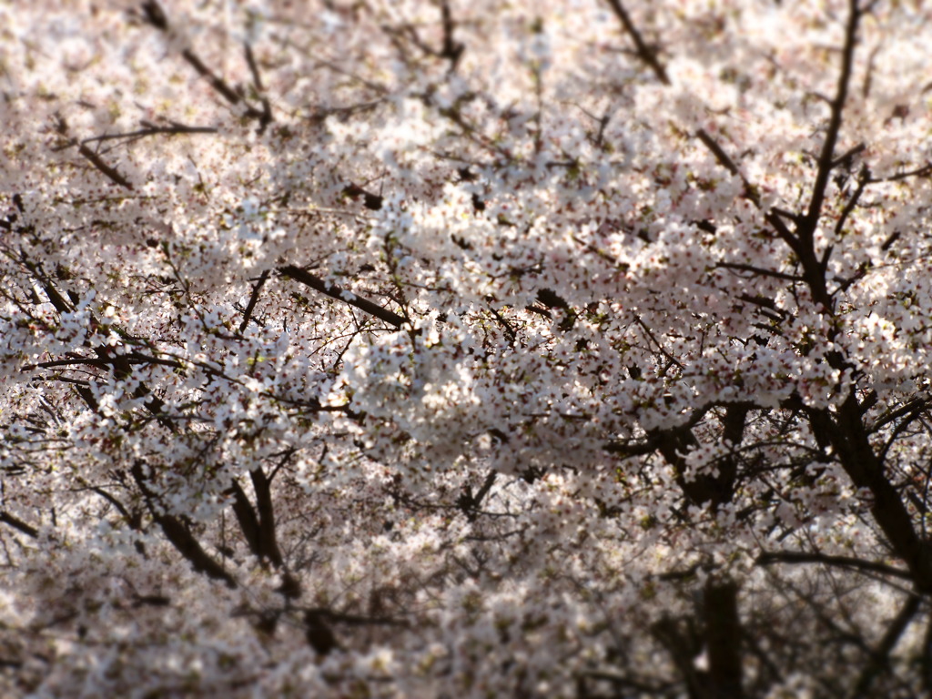 花の嵐