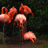 フラミンゴ