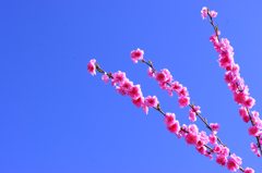快晴と桃の花