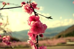 桃の花