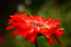 花と子供カマキリ