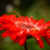 花と子供カマキリ