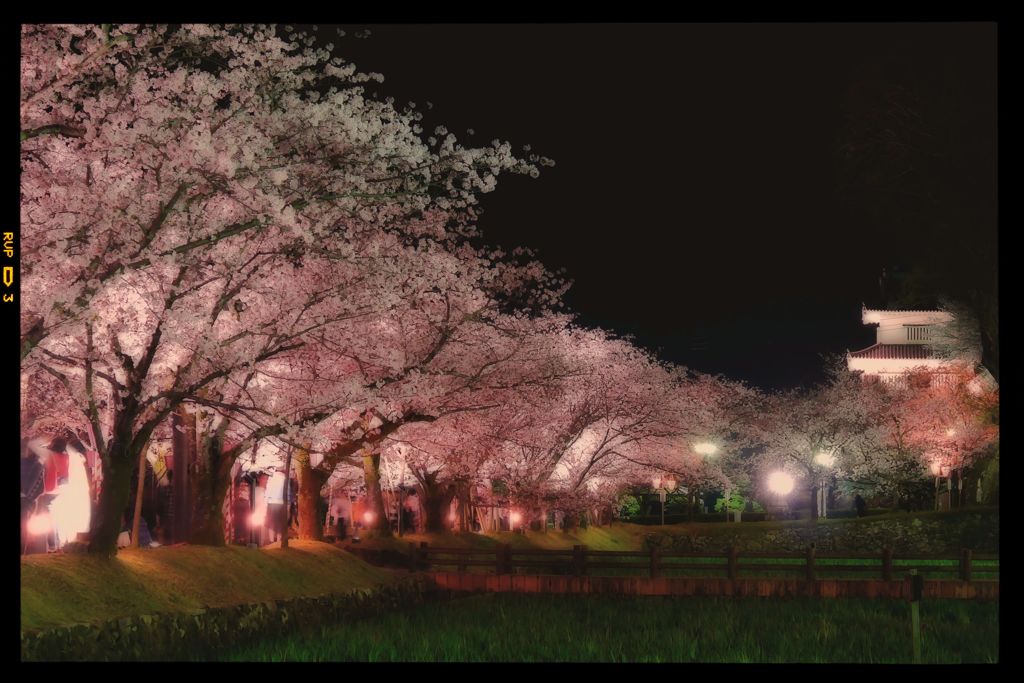 大村公園　夜桜