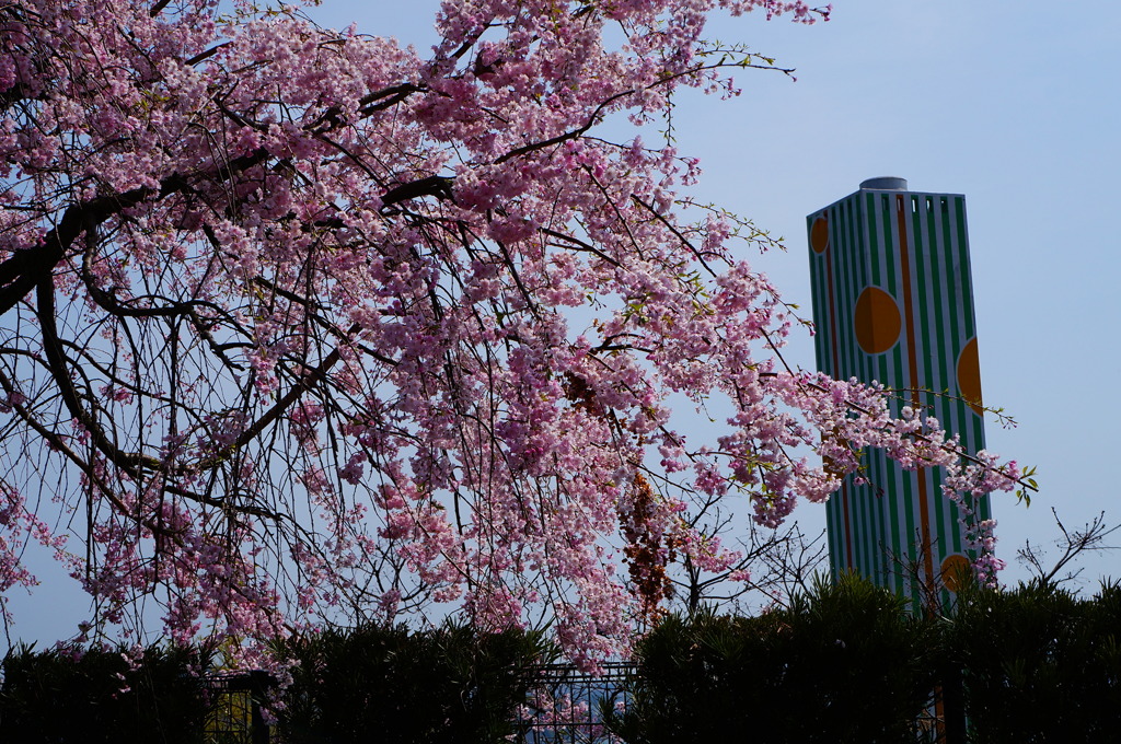 枝垂桜