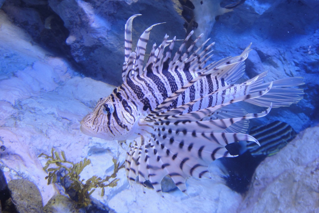 長崎ペンギン水族館２